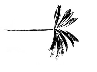 texture of foliage imprint on paper, leaf texture on a white background