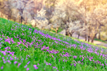Nature scenery with Viola odorata (Sweet Violet, English Violet, Common Violet, or Garden Violet) blooming in spring in a meadow, with trees in bloom in the background