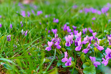 Common violets (Viola Odorata) flowers in bloom in the garden close up. Selective focus and macro...