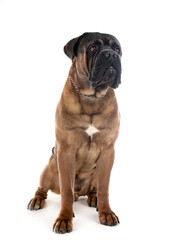  cane corso in studio