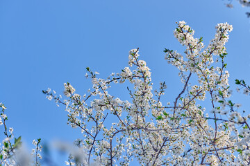 Beautiful white flowers of fruit tree against blue sky background on sunny spring day. Spring background with tree blooming. Spring banner concept. For easter and spring greeting cards with copy space