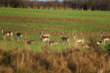Fallow deer large family on a field by the forest