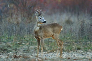 Roebuck by the forest and bushes