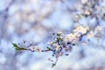 Beautiful floral spring abstract background of nature. Branches of blossoming fruit tree with soft focus background. For easter and spring greeting cards with copy space