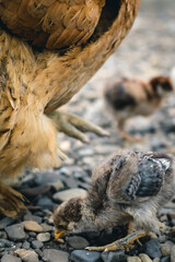 Close up of small black chick walking on stones