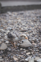 Close up of small chick walking on stones