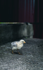 Close up of small white chick walking on concrete