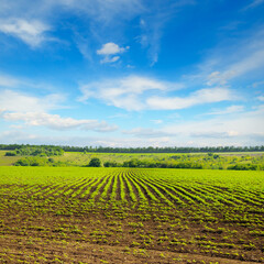 Field of sunflower sprouts and blue sky .