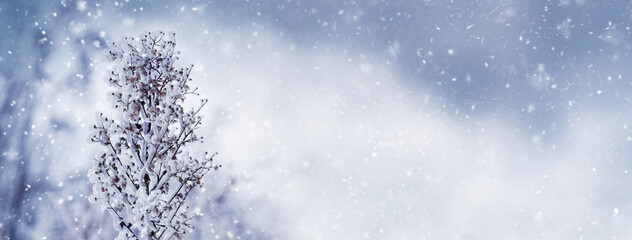 Winter background with snowy plants on a blurred background during snowfall