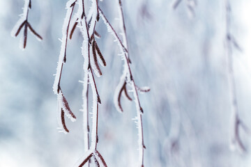 Birch branches with earrings covered with snow and frost  in winter on a blurred background