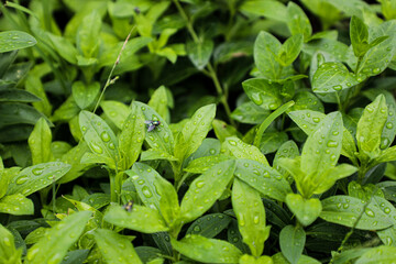 mint leaves in the garden on rainy day with rain drops with bug 