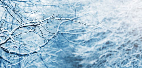 Winter background with snow-covered tree branches in the forest