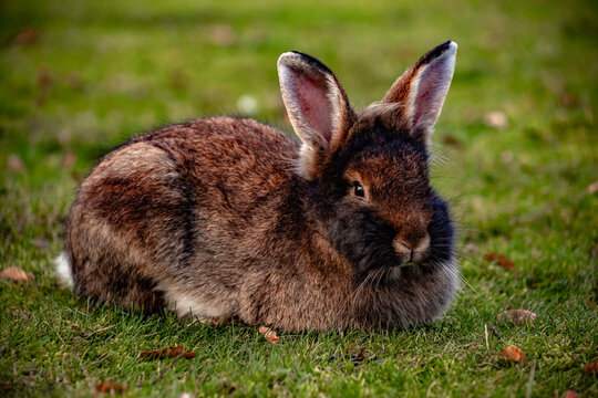 the black rabbit in the grass is a symbol of the Chinese new year 2023 and Easter