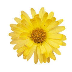 Bright beautiful yellow flower spring isolated on the white background