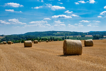 Fototapeta na wymiar Rolls haystacks straw on field, harvesting wheat. Rural field with bales of hay. Landscape