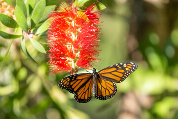 Monarch Butterflies in Natural Bridges State Park Santa Cruz California
