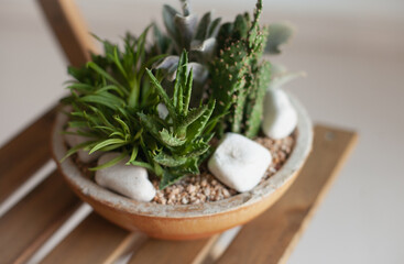 Succulent mini garden. Home decor with our easy-to-care-for cactus and succulent dish garden. Miniature succulents selection decoration. 