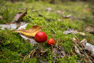 Closeup of vibrant mushrooms growing on forest floor
