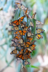 Monarch Butterflies in Natural Bridges State Park Santa Cruz California  © kcapaldo