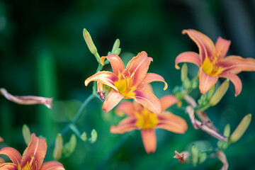 Fototapeta na wymiar Daylilies captured from a garden in the summer sunshine.