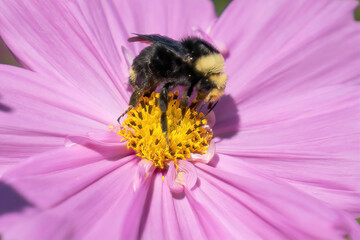 Bumble bee on Dahlia Flower