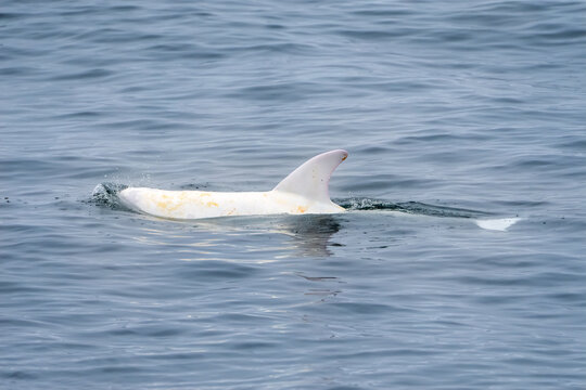 A rare photo of Casper, an albino Risso's dolphin in the Monterey Bay Marine Sanctuary.