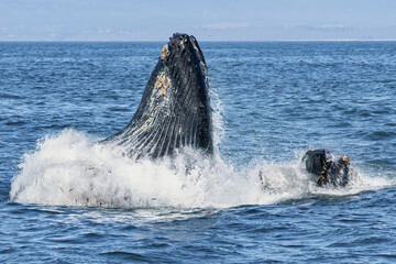 Humpback whales lunging and breaching