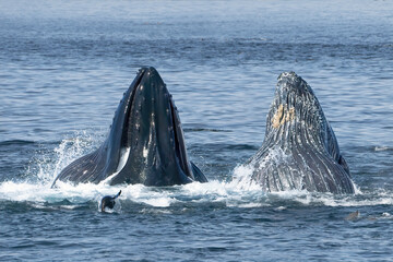 Fototapeta premium Humpback whales lunging and breaching