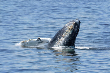 Humpback whales lunging and breaching