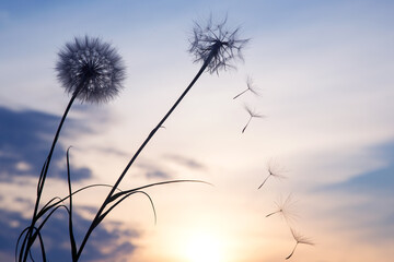 Fototapeta na wymiar Silhouettes of flying dandelion seeds on the background of the sunset sky. Nature and botany of flowers