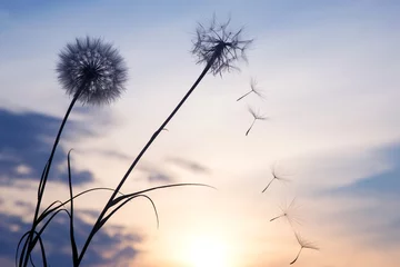 Fotobehang Silhouettes of flying dandelion seeds on the background of the sunset sky. Nature and botany of flowers © photosaint