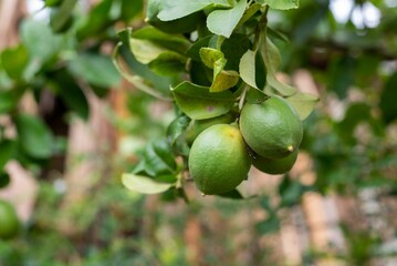 Closeup of young lemons on a branch with blurred background