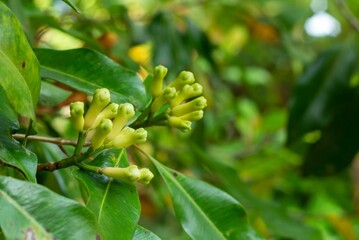 Closeup of a clove plant with green leaves in a garden