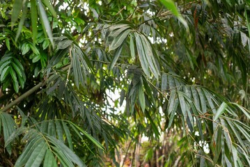 Closeup of a bamboo tree with green leaves in a garden