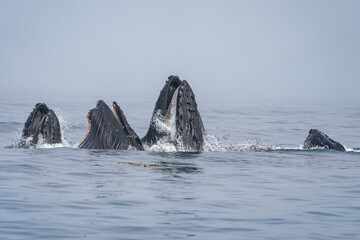 Naklejka premium Humpback whales lunging and breaching