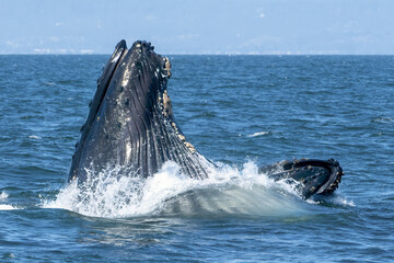 Fototapeta premium Humpback whales lunging and breaching