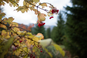 nature, viburnum tree fruits