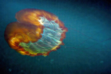 A sea nettle jellyfish is swimming in the ocean in deep blue water.