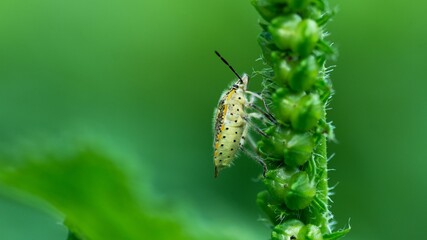 Macro shot of a stink bug (Pentatomidae) on grass