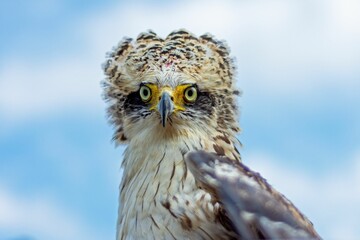 Selective focus of a juvenile Crested Serpent Eagle (Spilornis cheela) with a sharp gaze