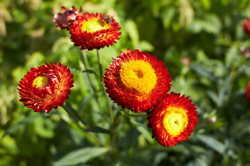 Red flowers of asteraceae helipterum bracteatum copper red in the garden. Summer and spring time