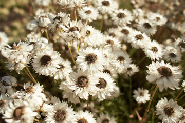 White flowers of asteraceae helipterum roseum pierrot white in the garden. Summer and spring time