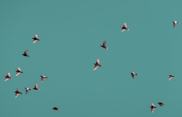 flying birds in the sky