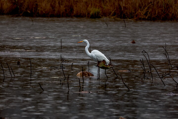 White heron hunting for food