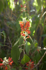 Orange flowers of Colquhounia in the garden. Summer and spring time