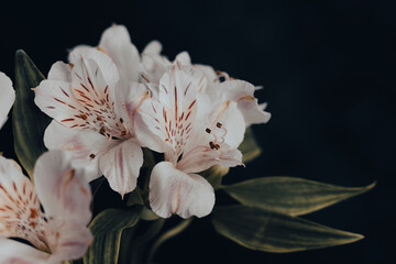 Piękne białe botaniczne kwiaty na czarnym tle. Kwitnąca Alstroemeria.  © anettastar