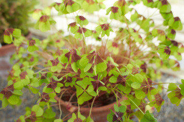 Green flowers oxalis tetraphylla iron cross oxalidaceae in the garden. Summer and spring time 
