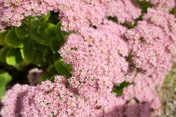 Blue flowers Achillea ageratum 'Salmon Beauty' in the garden. Summer and spring time © Irene Fox