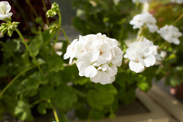 White flowers of Geranium in the garden. Summer and spring time