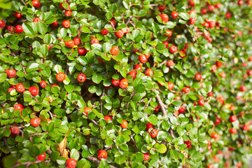 Red berry of Cotoneaster plant in the garden. Summer and spring time